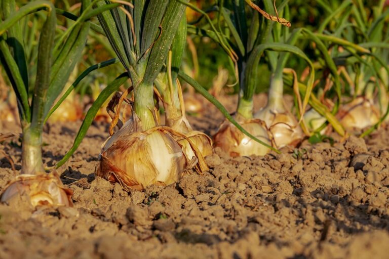 onion, fields, field-3540502.jpg